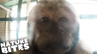 Capuchin Monkeys Playing with Pinatas! | Unusual Animal Behaviour | Nature Bites