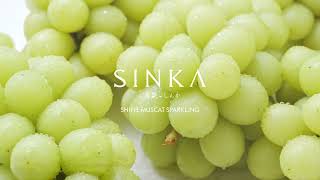 『SINKA -真果- 』WINTER SEASON PV公開 Ver.01