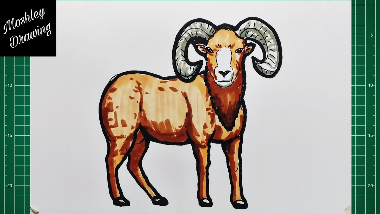 How to Draw a Bighorn Sheep YouTube