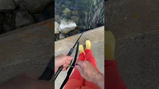 В Норвежском море сайда всегда ловится. #fishing #рыбалканаозере #рыбалка