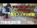 【汚庭改造計画】長雨からの晴天続きで、ツルニチニチソウ伸び過ぎ！シンボルツリーの「かつらの木」も剪定！（途中！）【シニアライフ】