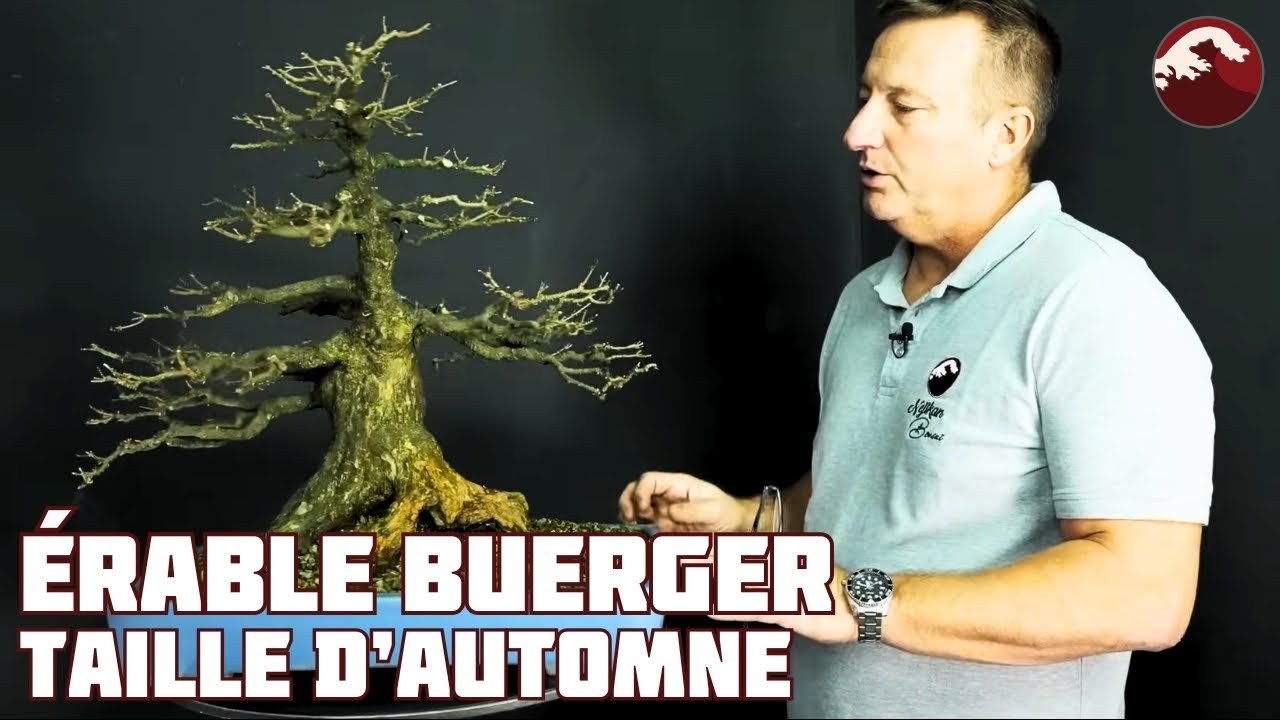 Taille d'Automne sur l'Érable Buerger 🌱 NEJIKAN BONSAI 🌱