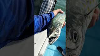 Pez Sierra Que Bonitos Colores .