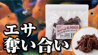 2月1日新発売！牛ハツ糸切100gと牛ハツ100g、500gを与えてみた！