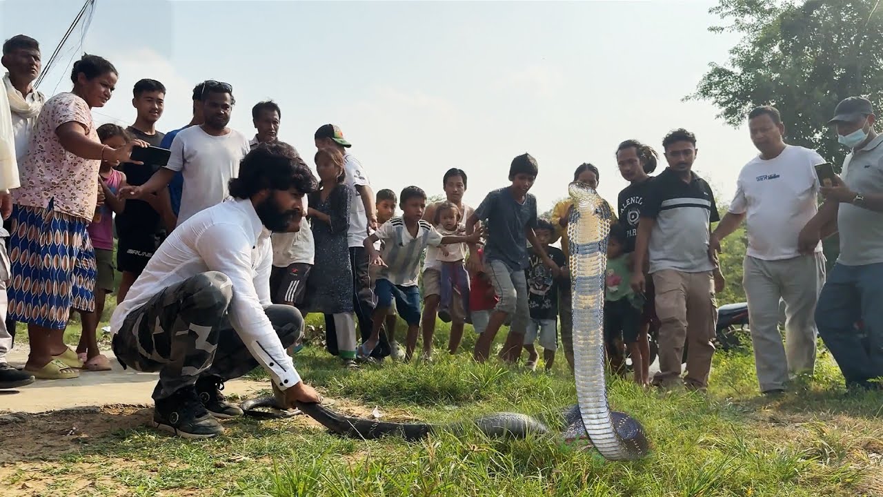 कुकुरमारा इलाके में सो रही बूढ़ी मां के घर में, दुनिया का सबसे जहरीला किंग कोबरा कैसे रेस्क्यू किया।