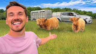 Welcoming our New Highland Cows to The 110 Acre Farm!! 🌾