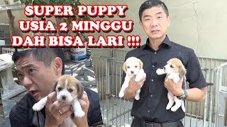 SUPER PUPPY CUTE BANGET !!! BARU USIA 2 MINGGU DAH BISA LARI !!! - BEAGLE