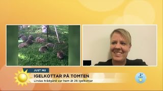 Här bor igelkottarna i Lindas trädgård - Nyhetsmorgon (TV4)