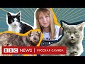Девочка с кошками. Как ребенок в Донбассе помогает брошенным животным
