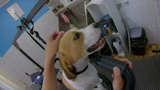 Grooming Beagle by Dlakca pet grooming 82 views 1 year ago 3 minutes, 7 seconds