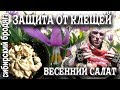 ПОХОД В ЛЕС.ЕГЕРСКИЙ СПОСОБ ЗАЩИТЫ ОТ КЛЕЩЕЙ.ДЕЛАЕМ ВИТАМИННЫЙ САЛАТ