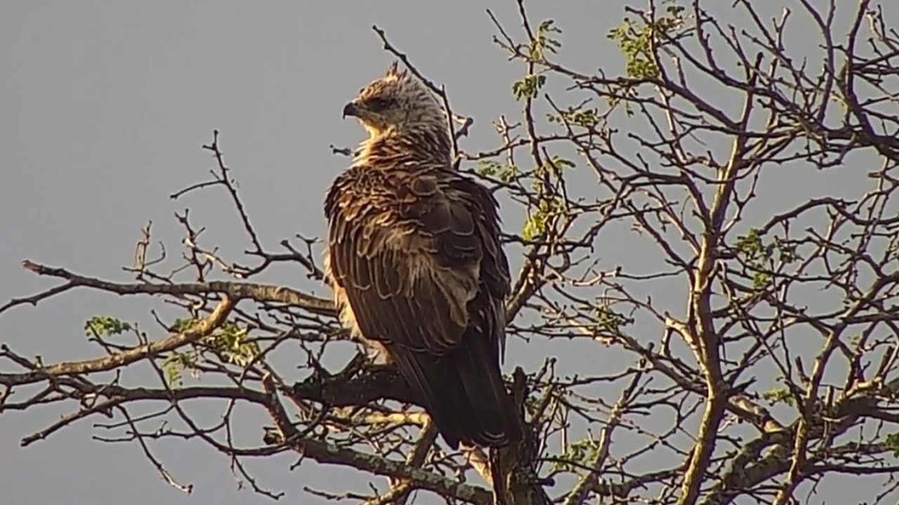 Juvenile martial eagle (Polemaetus bellicosus) at Djuma Waterhole