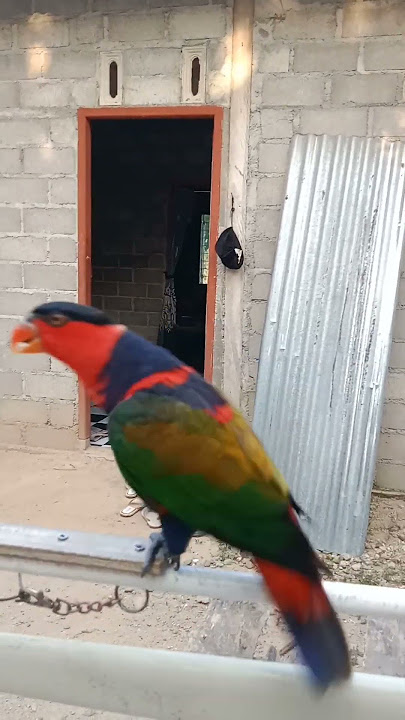 burung nuri papua suara alam#shorts