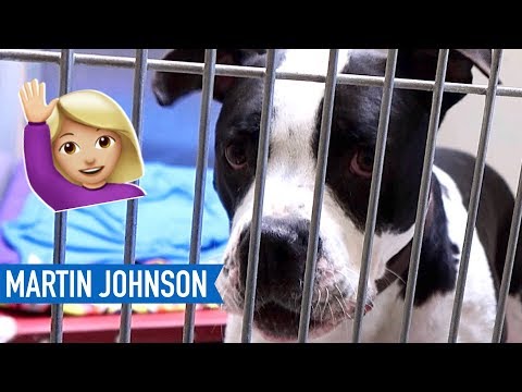 🐶choosing-a-dog-🐶|-panhandle-animal-shelter