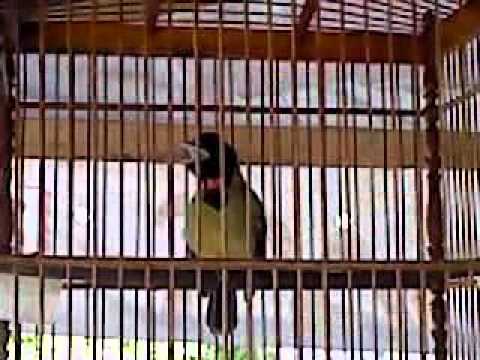 Samyong Maut Youtube