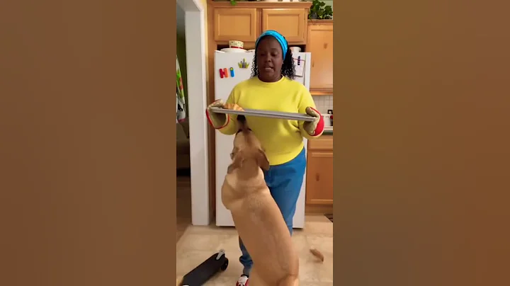 #cat #youtubeshorts #funny #studywithmeandmycat #catcat #kitten #viralvideo #catfunny