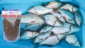 Thử Dùng Mồi Câu Chuyên Chép Dịch Vụ đi Câu Cá Diếc Sông ➣ Câu Đài Nghiệp Dư