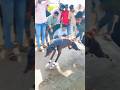 Dog race kolhapur || kolhapur dog racing|| dog racing maharastra|| #shortsvideo #youtubeshorts
