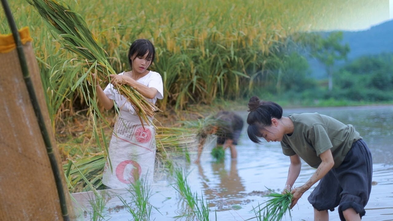 Trăng tròn, Hương thơm của lúa chín, Nông dân bận rộn thu hoạch cây trồng