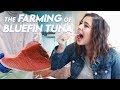 The Farming of Bluefin Tuna | Foodbeast Doc