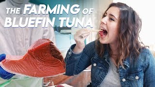 The Farming of Bluefin Tuna | Foodbeast Doc