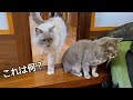 玄関にとあるものを見つけた猫たちの反応が可愛い・・【元保護猫ラグドール】【玄関先に突然現れた子猫】