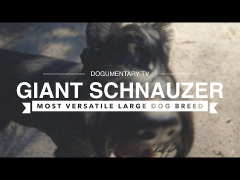 all-about-giant-schnauzers:-the-most-versatile-large-breed