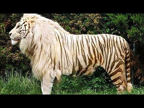 50 Самых Редких и Невероятных Животных в Мире