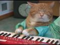 Keyboard cat reincarnated