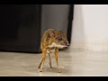 El Bambi mas pequeño del mundo (16 animales rescatados de trafico ilegal)