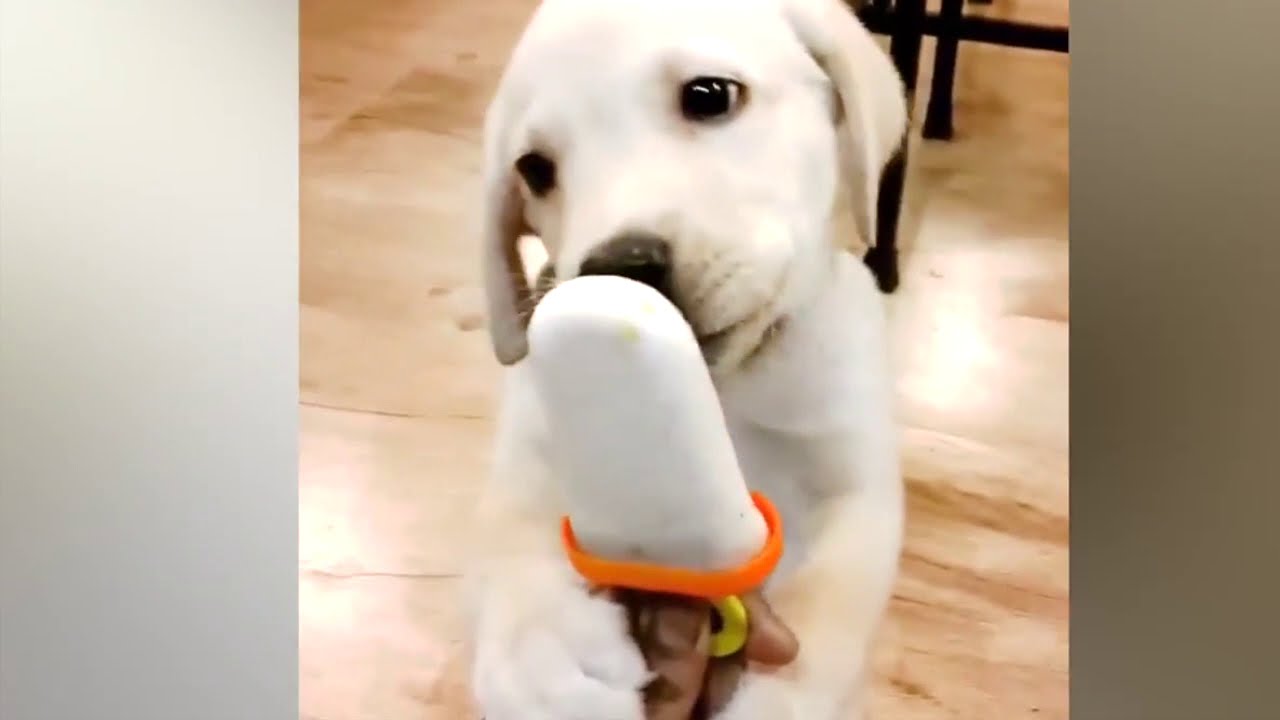 Funny pets compilation YouTube