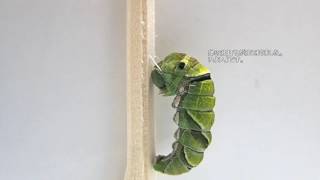 アゲハチョウの幼虫が蝶になるまで 12日間 The Growth Record Of Swallowtail Butterfly Lichinki Mahaon