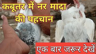 कबूतर में नर और मादा की पहचान कैसे करें || How To Check Pigeons Male & Female Easily ||