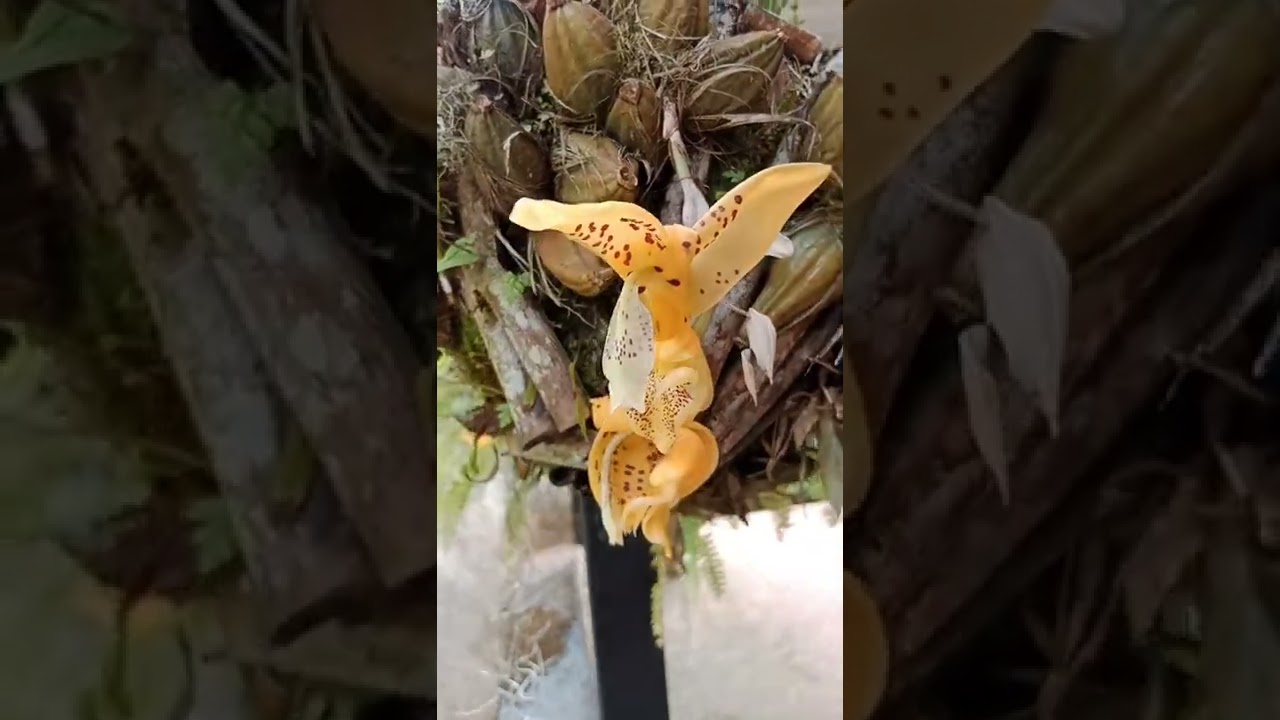 miren la flor de mi orquídea Torito y huele delicioso.