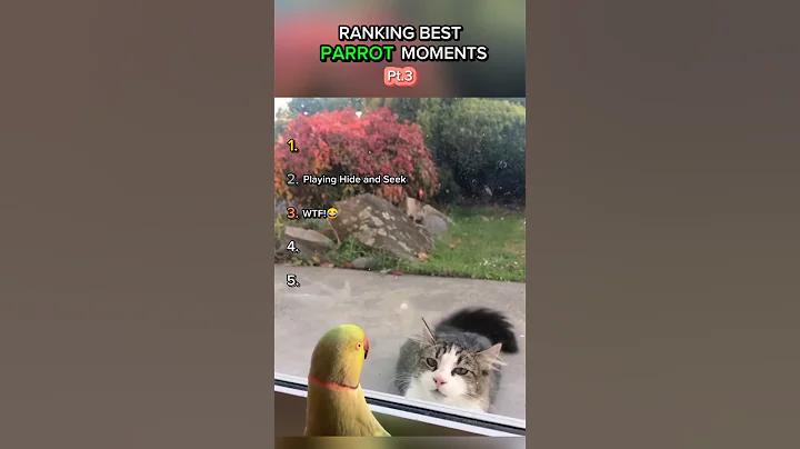 Ranking Best Parrot Moments Part 3! #ranking #funny #viralshort #shorts #parrot #reels #viral #fun