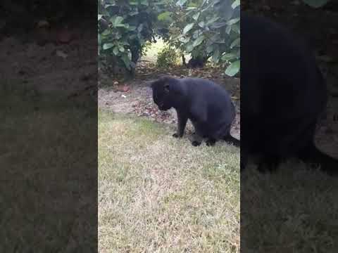 Chat Qui Vomit Youtube Chat Qui Vomit Youtube