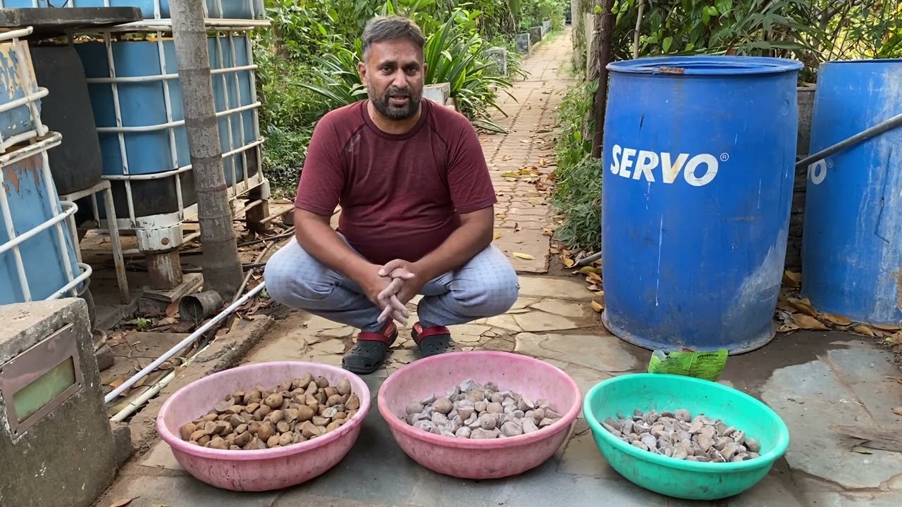 How To Grow Organic Potato? // Sowing of Potato seed in Field // Seed Treatment for Potato Tuber