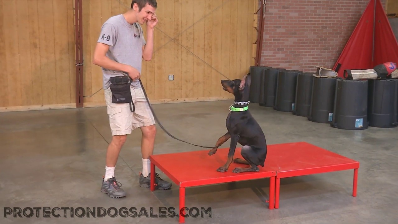 puppy paradise Gouda Von Prufenpuden 18 Week Old Doberman Male Obedience Update