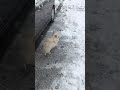 #perros #animals #shortsviral #perritosgraciosos #snow #beautifulworld #perritosgraciosos