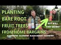 Planting bareroot fruit tree sticks blueberry raspberry gooseberry blackberry from home bargains