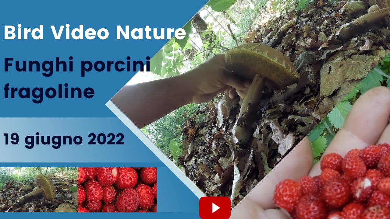 Funghi porcini 19 giugno 2022 , fragoline !! YouTube