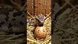 Snake eating egg ASMR 🐍🥚 satisfying feeding sounds, crunch, nature sounds, relaxing,