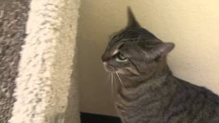 Donate in I Heart OC and get a free box for your cat!