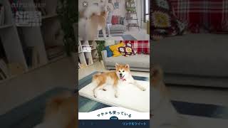 #エアウエーヴ #エアウェーブ #マサル #メス #ザキトワ #twitter #pr ザキトワ 検索動画24 #エアウエーヴ #エアウェーブ #マサル #メス #ザキトワ #twitter #pr ザキトワ 検索動画 24