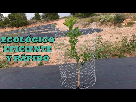 Malla en naranjos, protección de los conejos. Ecológico, Eficiente y Rápido.