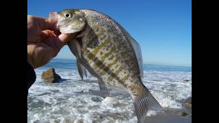 Rigging and Hooking Gulp! Sandworms for Surf Fishing
