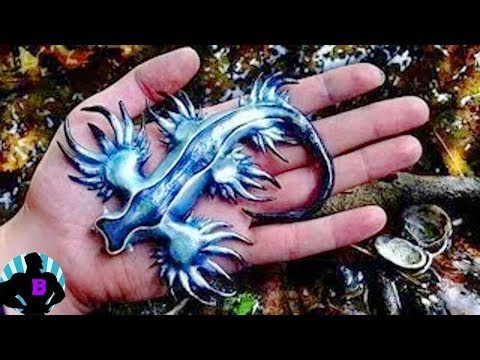 7 Inexplicables criaturas expulsadas por el mar