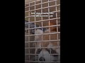 Red Panda Interaction and Behavior Quiz
