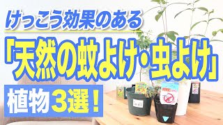 けっこう効果のある「天然の蚊よけ・虫よけ」植物3選！