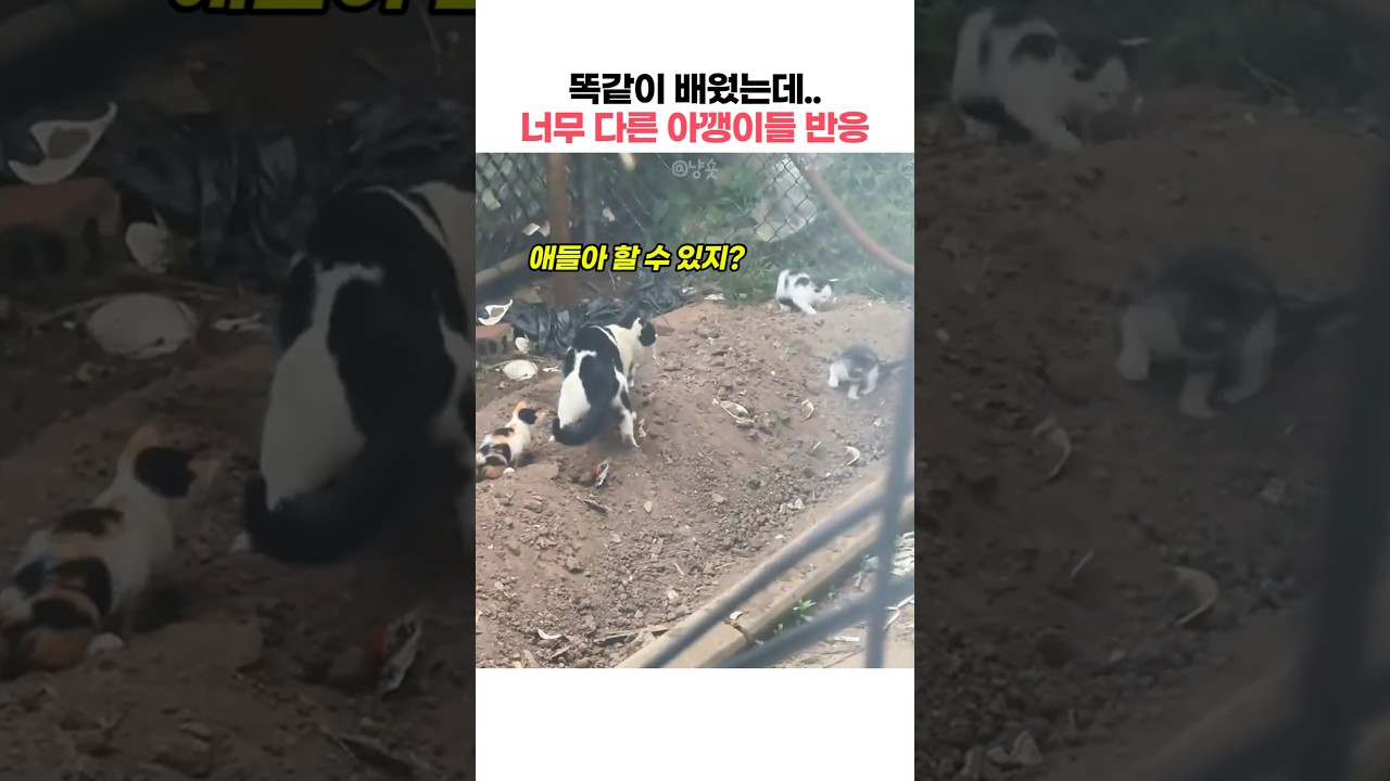 똑같이 배웠는데 너무 다른 아깽이들 반응 #아기고양이